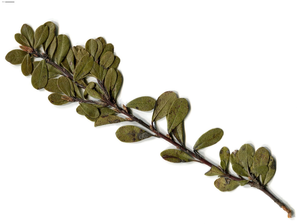 Arctostaphylos uva-ursi (Ericaceae)